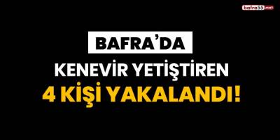 Bafra'da kenevir yetiştiren 4 kişi yakalandı!