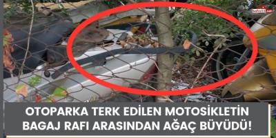 Otoparka terk edilen motosikletin bagaj rafı arasından ağaç büyüdü!