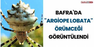 Bafra’da 'argiope lobata' örümceği görüntülendi