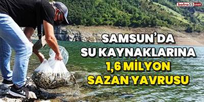 Samsun’da su kaynaklarına 1,6 milyon sazan yavrusu