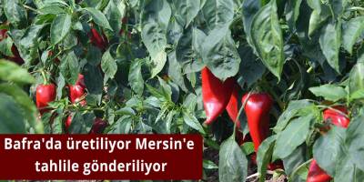Bafra'da üretiliyor Mersin'e tahlile gönderiliyor