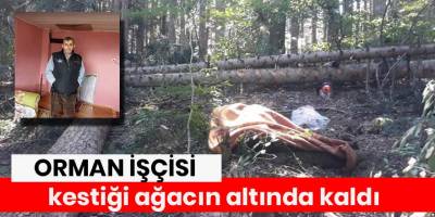 Orman işçisi kestiği ağacın altında hayatını kaybetti