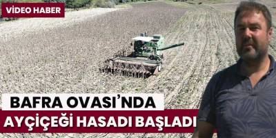 Bafra Ovası’nda Ayçiçeği Hasadı Başladı