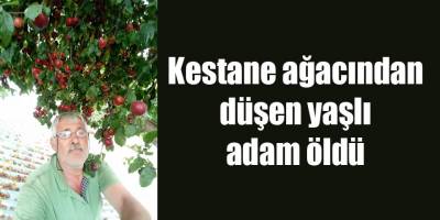 Kestane ağacından düşen yaşlı adam öldü