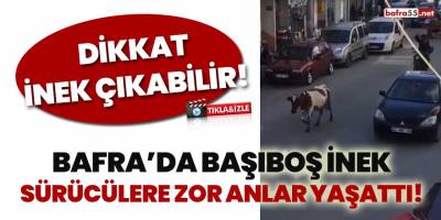 Bafra’da başıboş inek sürücülere zor anlar yaşattı
