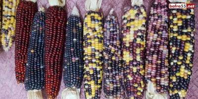 Sinop’ta renkli mısırlar ilgi görüyor