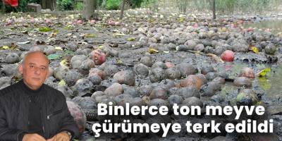 Binlerce ton meyve çürümeye terk edildi