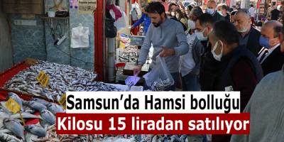 Samsun'da hamsi bolluğu