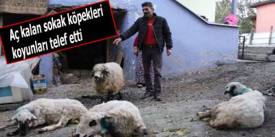 Aç kalan sokak köpekleri koyunları telef etti