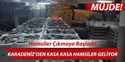 Karadeniz’de balık bolluğu yaşanıyor