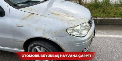 Otomobil büyükbaş hayvana çarptı