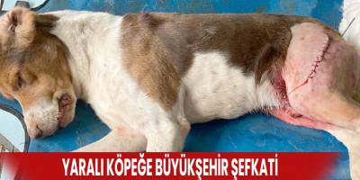 Yaralı köpeğe Büyükşehir şefkati
