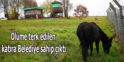 Ölüme terk edilen katıra Belediye sahip çıktı