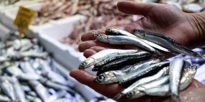 Bu sene hamsi Karadeniz’e çok erken veda etti