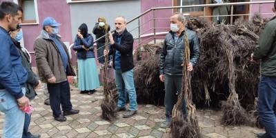 Türkeli'de 7 bin 500 ceviz fidanı dağıtıldı