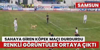 Sahaya giren köpek maçı durdurdu, renkli görüntüler yaşandı