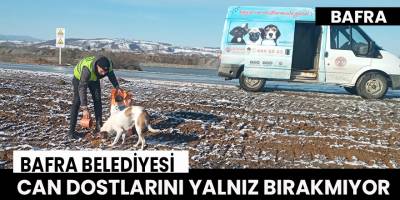 Bafra Belediyesi Can Dostlarını Yalnız Bırakmıyor