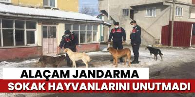 Jandarma sokak hayvanlarını unutmadı