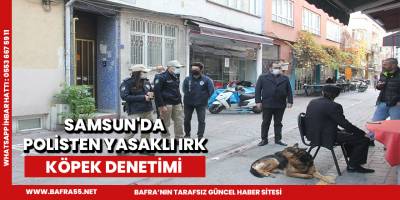 Samsun'da polisten yasaklı ırk köpek denetimi