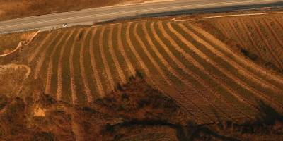 Defneyaprağı toplamaya destek