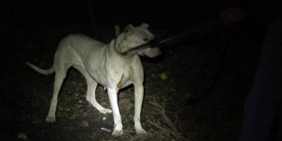 Yasaklı cins köpeği bahçeye bağlayıp kaçtılar