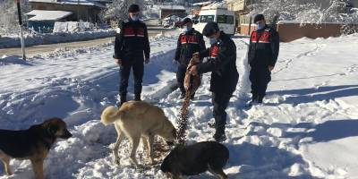 Samsun Jandarma sokak hayvanlarını unutmadı