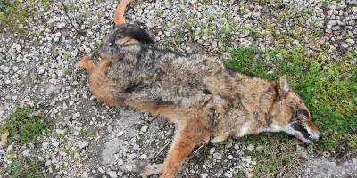 Otomobilin çarptığı çakal telef oldu