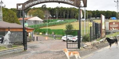 Samsun’da 137 yasaklı ırk köpek bakım merkezine bırakıldı