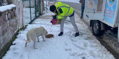 Sinop'ta sokak hayvanlarına mama
