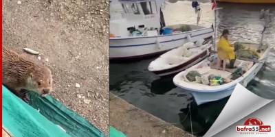 Sinop'ta su samuru kameralara yakalandı