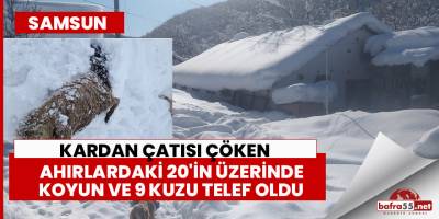 Samsun’da kardan çatısı çöken ahırlardaki hayvanlar telef oldu