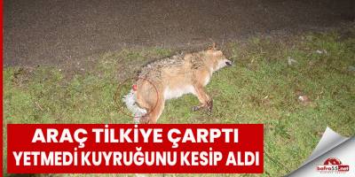 Aracın çarptığı tilki telef oldu