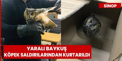 Türkeli'de yaralı baykuş köpek saldırılarından kurtarıldı