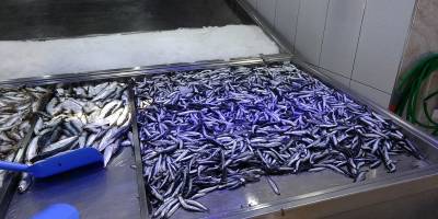 Hamside işler tersine döndü