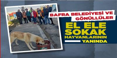 Bafra Belediyesi ve gönüllüler sokak hayvanlarını besledi
