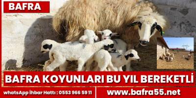 Bafra koyunları bu yıl bereketli