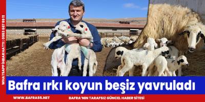 Bafra ırkı koyun beşiz yavruladı