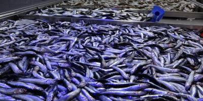 Balıkçıların akaryakıt endişesi