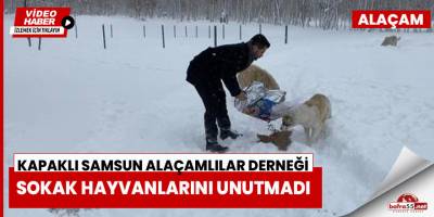 Kapaklı Alaçamlılar Derneği sokak hayvanlarına sahip çıktı