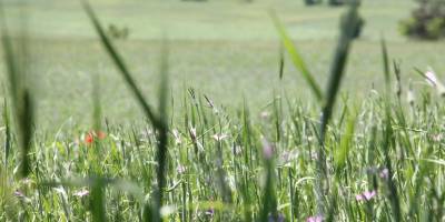 Samsun’un kaba yem ihtiyacı 1,2 milyon ton