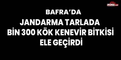 Bafra'da tarlada bin 300 kök kenevir bitkisi ele geçirildi