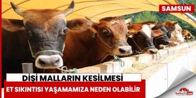 Dişi malların kesilmesi et sıkıntısı yaşamamıza neden olabilir