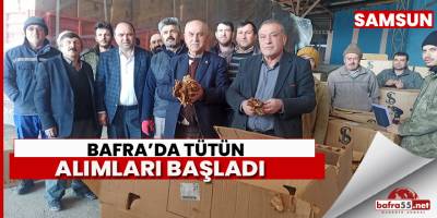 Bafra’da tütün alımları başladı