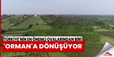 Türkiye'nin en önemli ovalarından biri 'orman'a dönüşüyor