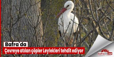 Bafra'da çevredeki çöpler Leylekleri tehdit ediyor