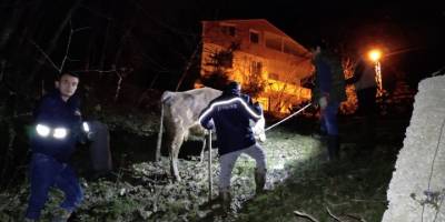Türkeli'de dereye düşen büyükbaş hayvan kurtarıldı