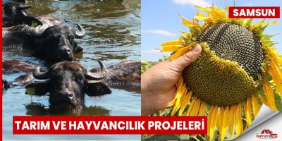 Samsun'da tarım ve hayvancılık projeleri