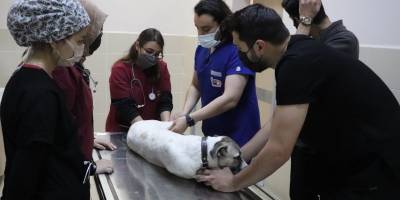 4 binin üzerinde hasta hayvan şifa buldu