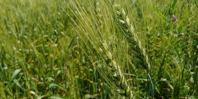 Buğdayda verim ve kalite artışı için gübrelemenin önemi