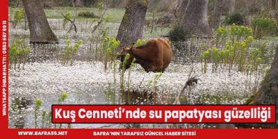 Kuş Cenneti’nde su papatyası güzelliği
